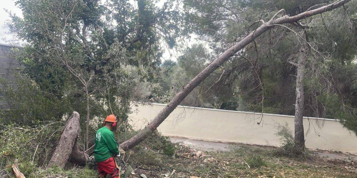 Desbroce de árboles Andalucía
